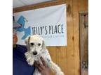 Adopt Colada SH-0829 a Poodle
