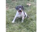 Adopt Sleepy a Australian Cattle Dog / Blue Heeler