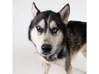 Adopt Ice a Siberian Husky