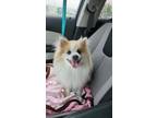 Adopt Theo a Pomeranian