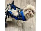 Adopt Cash a Shih Tzu