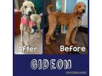 Adopt Gideon a Standard Poodle