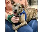 Adopt Odie a Terrier