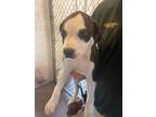 Adopt Wall-E a Pit Bull Terrier