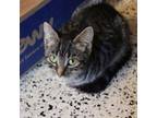 Adopt Maxwell a Domestic Short Hair, Tabby
