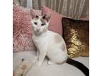 Adopt Fishsticks a Domestic Short Hair, Siamese