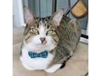 Adopt Morpheus a Domestic Short Hair