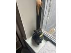 Adopt Dutch Baby a Domestic Short Hair