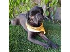 Adopt Coco Bean a Pug