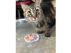 Adopt Sully a Domestic Long Hair, Maine Coon