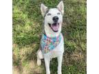 Adopt Dr. P a Husky