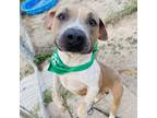 Adopt Pixel a Pit Bull Terrier