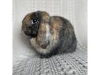 Adopt KitKat a Holland Lop