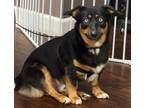 Adopt GIBBY a Corgi, Australian Shepherd