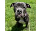 Adopt Denim a Pit Bull Terrier