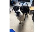 Adopt Bronson - Adoptable a Border Collie, Mixed Breed