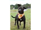 Adopt Mack - Adoptable a Labrador Retriever, Mixed Breed