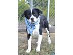 Adopt Bronson - Adoptable a Border Collie, Mixed Breed