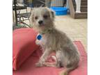 Adopt Mako a Shih Tzu, Mixed Breed