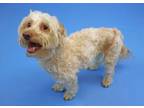 Adopt Jax a Poodle