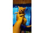 Adopt Popper a Domestic Short Hair