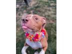 Adopt Heph (Hephaestus) a Pit Bull Terrier