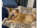 Adopt Roy a Golden Retriever, Pomeranian