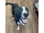 Adopt Prince a Mountain Cur, Greater Swiss Mountain Dog