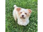 Adopt Manny a Yorkshire Terrier