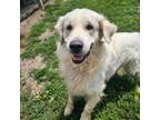 Adopt Buddy a Golden Retriever