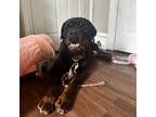 Adopt Hank a Rottweiler