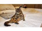 Adopt Baxter a Domestic Medium Hair