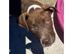 Adopt Quinton a Bullmastiff