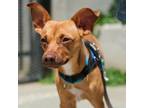 Adopt Duncan a Vizsla, Terrier