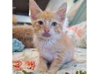 Adopt Watson a Domestic Short Hair
