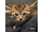 Adopt Zazu a Domestic Short Hair