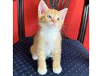 Adopt Orange Julius a Domestic Short Hair