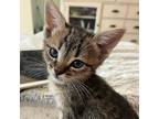 Adopt Cody a Domestic Short Hair