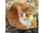 Adopt Toby a Domestic Short Hair