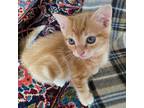 Adopt Cinnabon a Domestic Short Hair