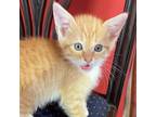 Adopt Bobcat a Domestic Short Hair
