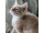 Adopt Willie a Domestic Short Hair