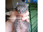Adopt Maverick a Domestic Short Hair