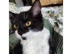 Adopt Sylvester a Domestic Medium Hair