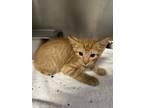 Adopt Fred Weasley a Domestic Short Hair