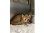 Adopt George Weasley a Domestic Short Hair