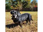 Adopt Biscuit (orange) a Mixed Breed, Dachshund