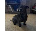 Adopt Blu (Aqua) a Mixed Breed, Dachshund