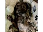 Adopt Mickey (green) a Mixed Breed, Dachshund