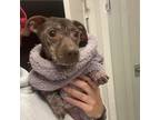 Adopt Beans (purple) a Mixed Breed, Dachshund